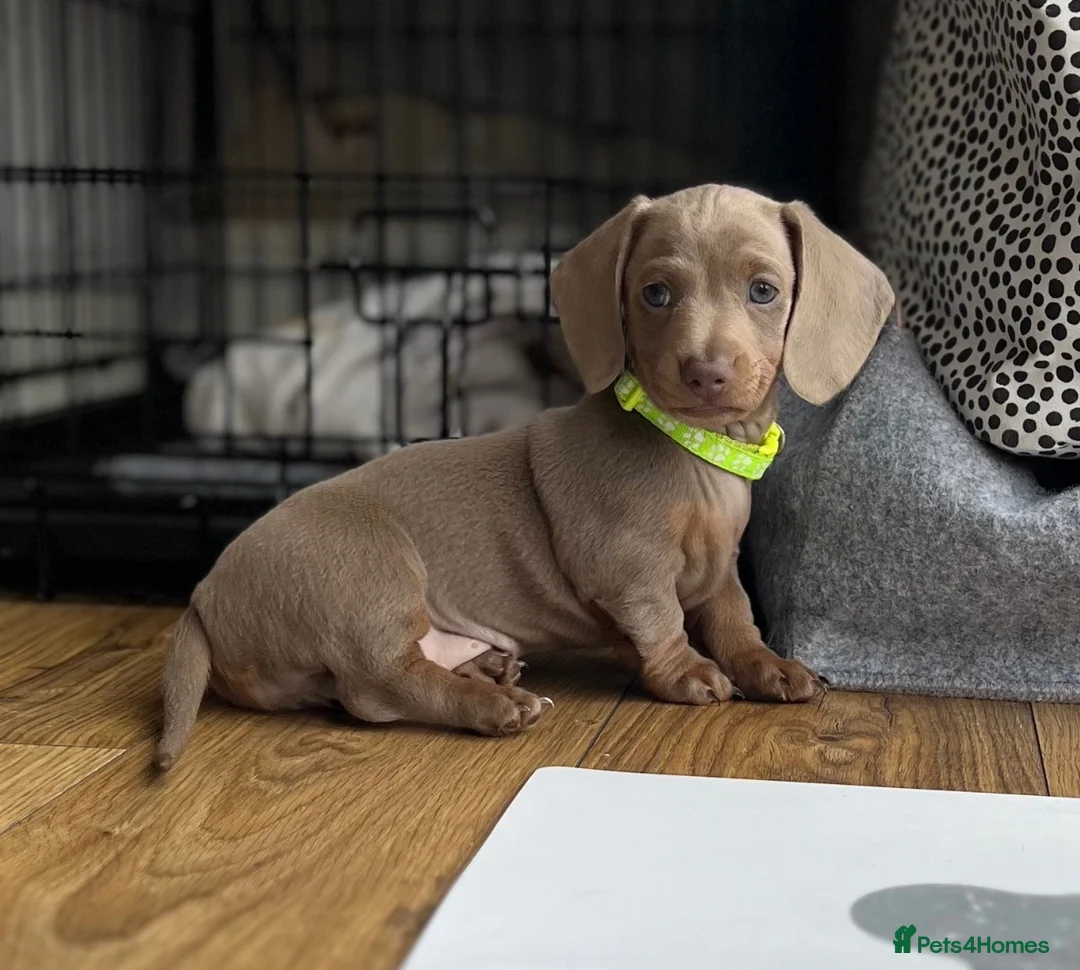 Miniature Dachshund dogs for sale: 🐾KC Miniature Dachshund Puppies 🐾 - Advert 1