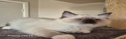 Ragdoll cats for sale: GCCF Reg. Ragdoll kittens, Champion lines - Advert 26