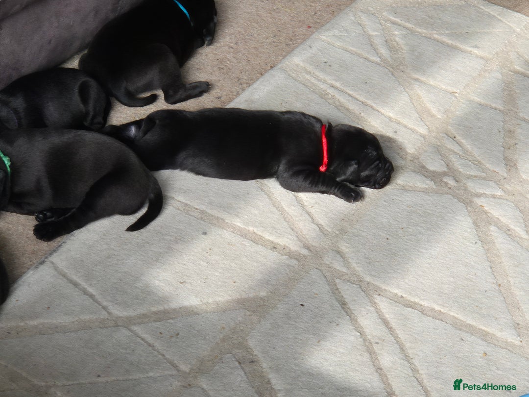 Mixed Breed dogs for sale: Frenchie x Lab Puppies - Image 6