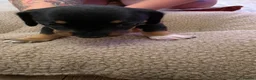 Miniature Dachshund dogs for sale: Miniature dashhound  - Advert 11