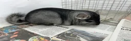 Chinchilla rodents for sale: Sophie, beautiful chunky Standard girl. Super tame - Advert 11