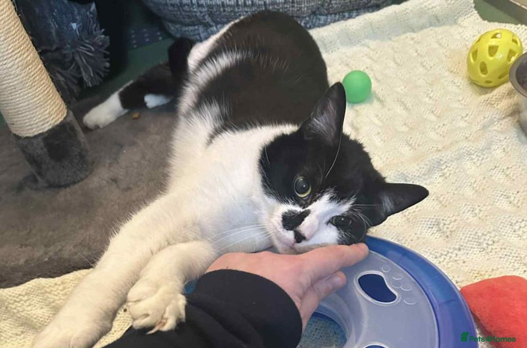 Domestic Shorthair cats for adoption: Timon - Advert 1