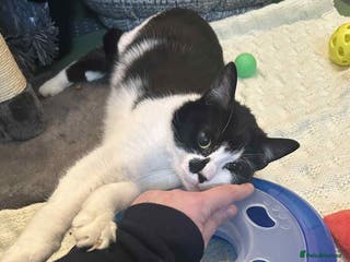 Domestic Shorthair cats Timon - Advert 2