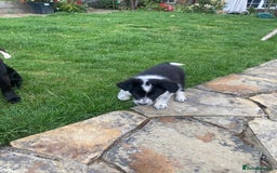 Border Collie dogs for sale: Border collie puppies  - Image 13