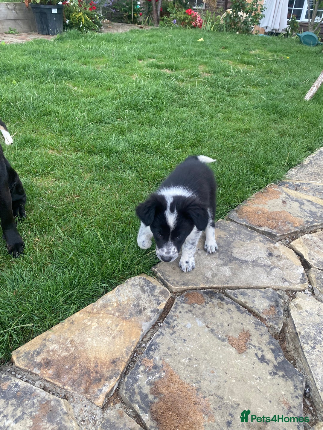 Border Collie dogs for sale: Border collie puppies  - Image 13