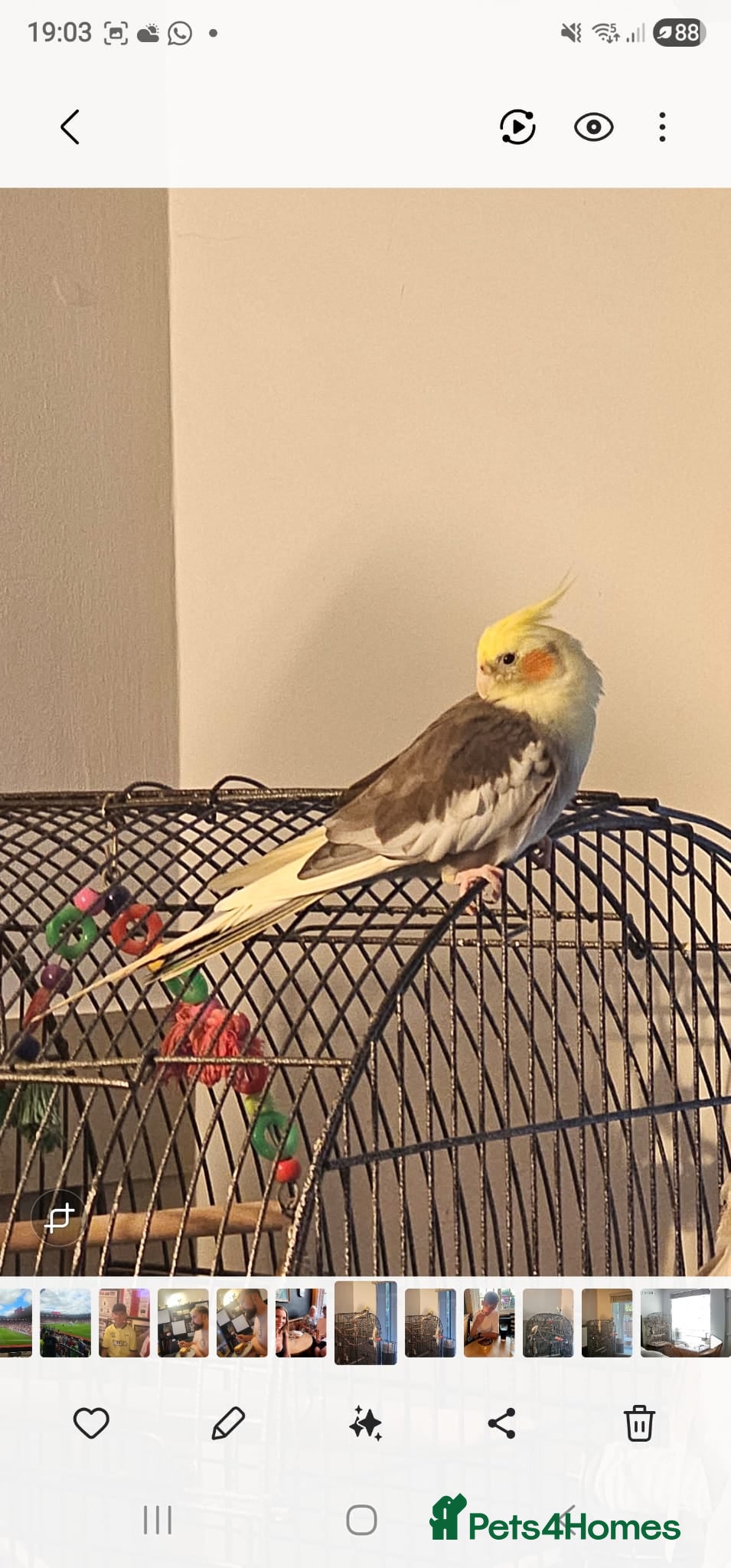 Cockatiels birds Cockatiel Looking for a Loving Home - Advert 1