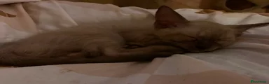 Ragdoll 2