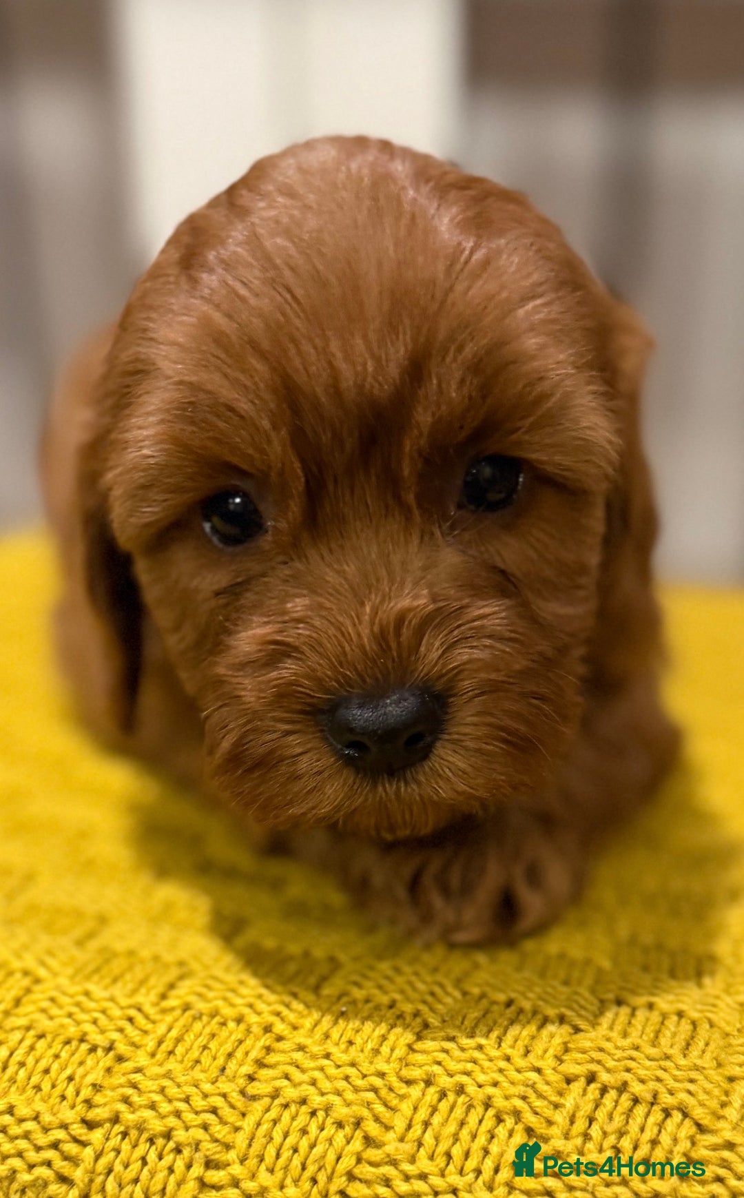 Cockapoo dogs for sale: 4 beautiful cockapoo puppies available  - Advert 5