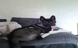 Akita dogs for sale: 13 month old Female Akita - Advert 4