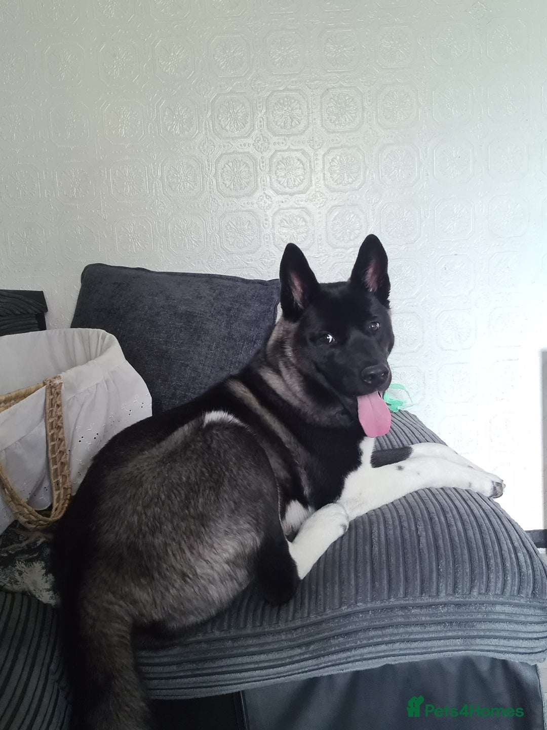 Akita dogs for sale: 13 month old Female Akita - Advert 4