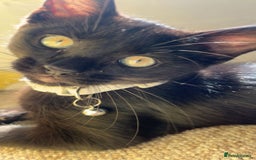 British Shorthair cats for sale: 4 month old black cat  - Image 1