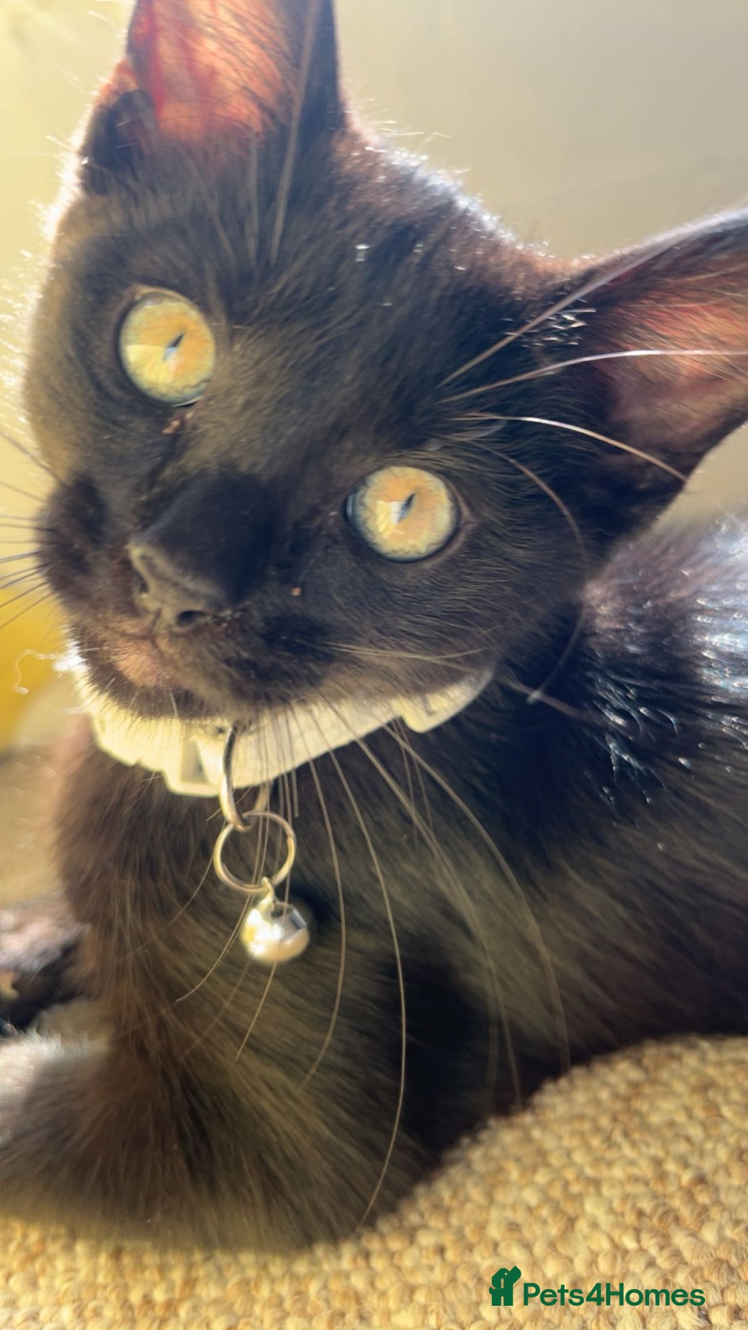 British Shorthair cats for sale: 4 month old black cat  - Image 1