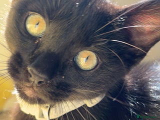 British Shorthair cats - Advert 2