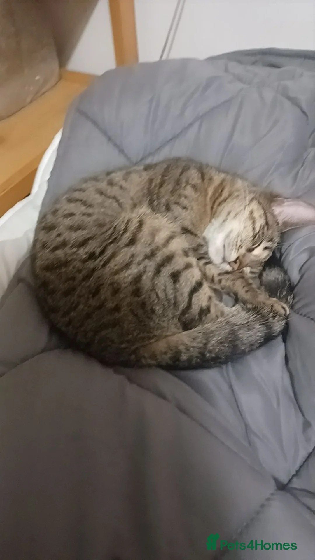 Mixed Breed cats for sale: Female cat  - Advert 1