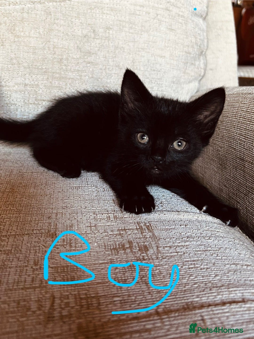 Mixed Breed cats for sale: Cute child-friendly kittens - Image 5