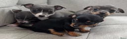 Chihuahua dogs for sale: CHIHUAHUA PUPPIES in Preston - Advert 5
