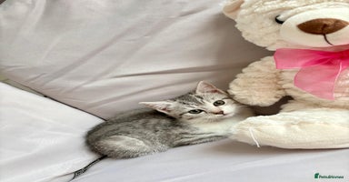 Mixed Breed cats - Advert 4