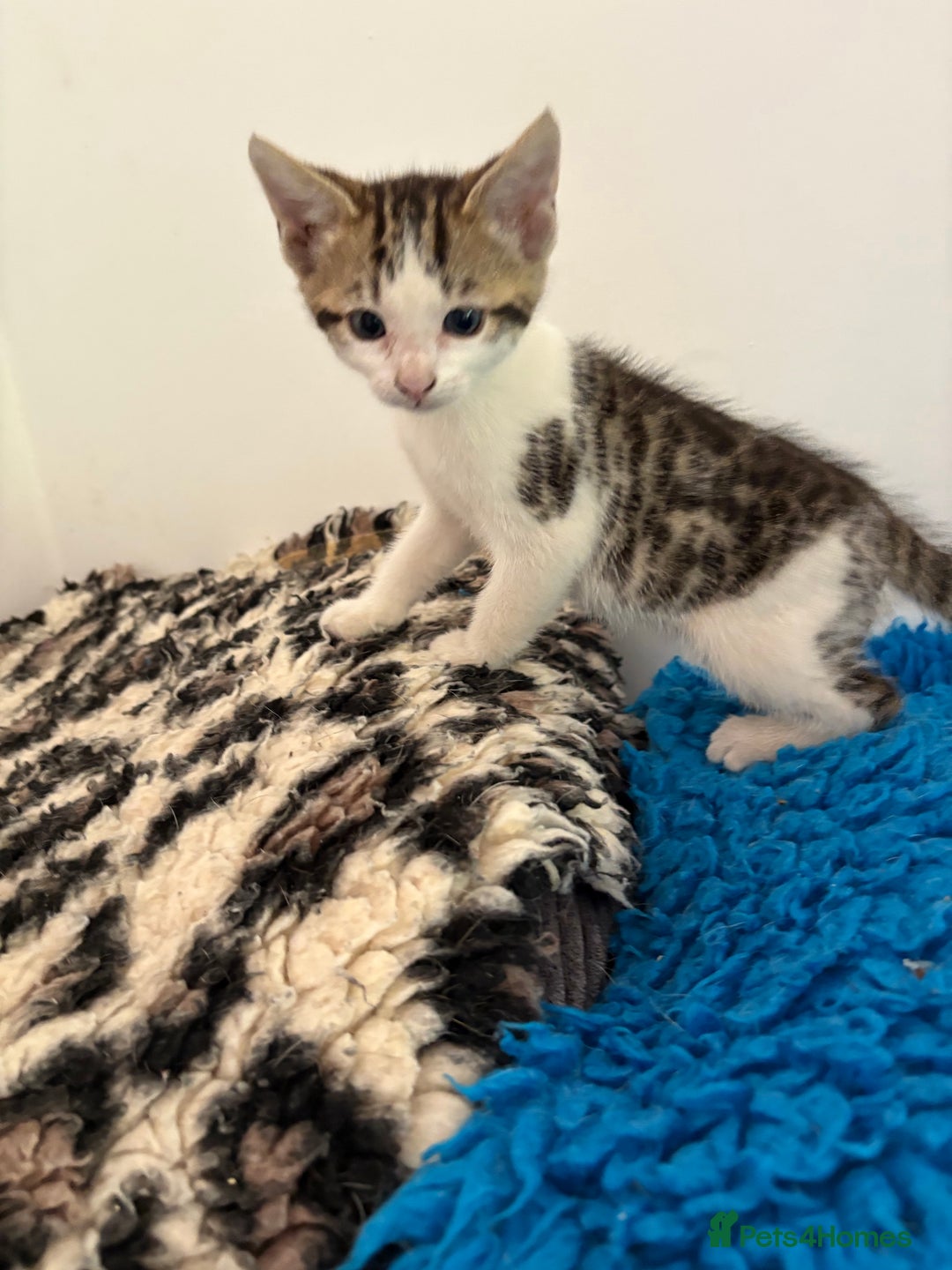 Bengal cats for sale: Stunning Bengal Kittens - Image 9