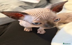 Sphynx cats for sale: sphynx canadian kittens ready to leave now  - Image 16