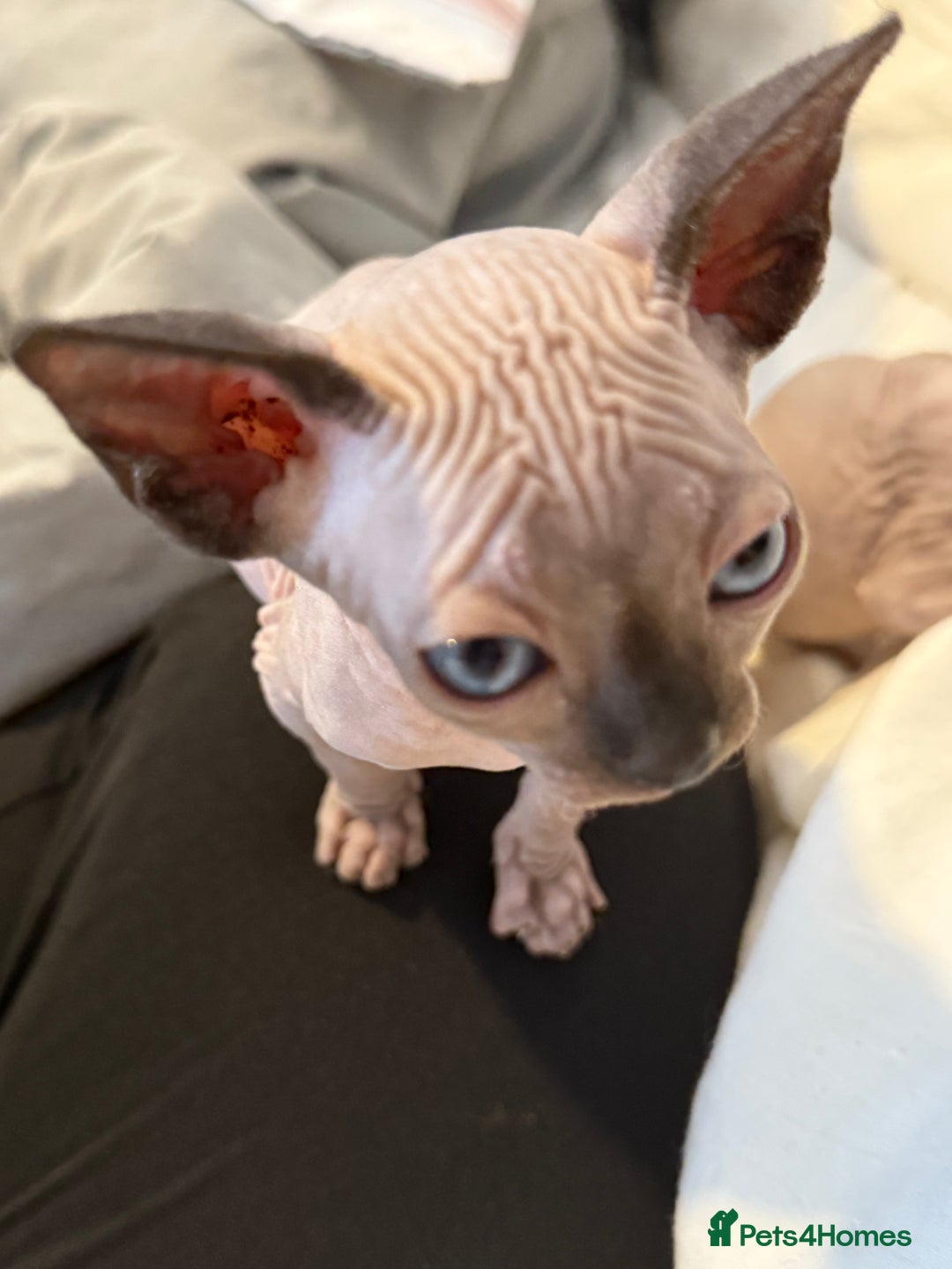 Sphynx cats for sale: sphynx canadian kittens ready to leave now  - Image 16