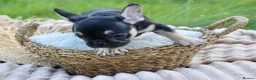 French Bulldog dogs for sale: KC Lilac, Black Tan French Bulldog - Advert 12