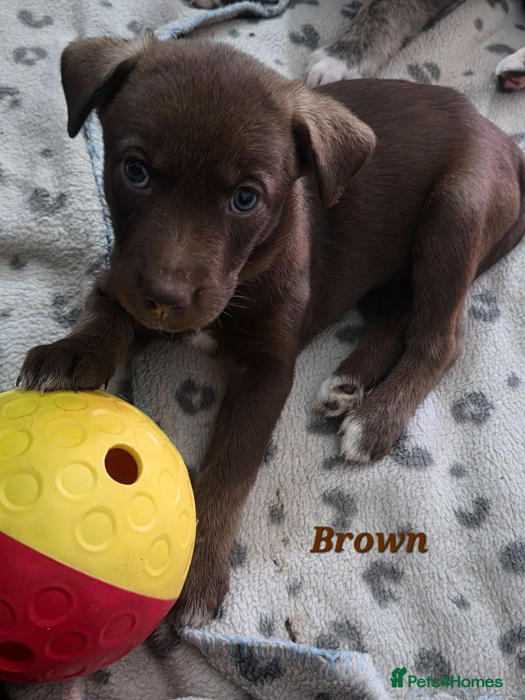 Mixed Breed dogs for sale: Husky cross staffy puppies  - Advert 38