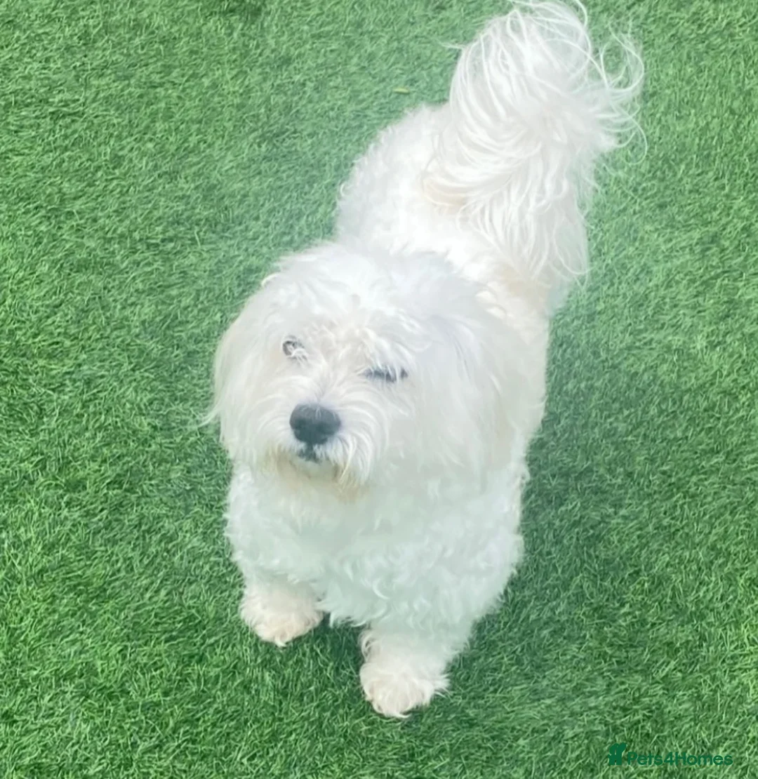 Maltese dogs for stud: Maltese Dog For Stud Services - Advert 2