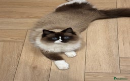 Ragdoll cats for sale: female ragdoll - Image 1