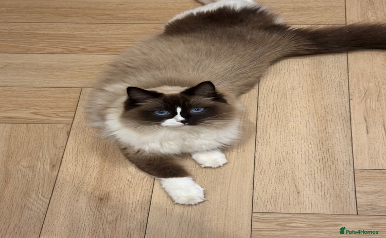 Ragdoll cats - Advert 6