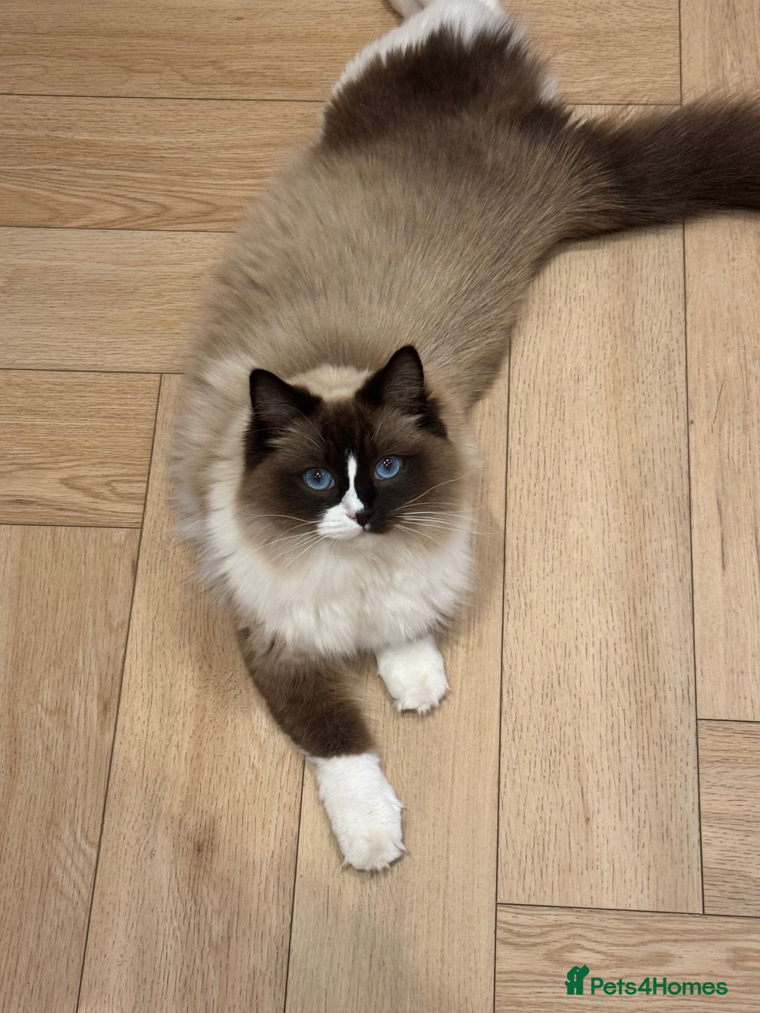 Ragdoll cats for sale: female ragdoll - Image 1