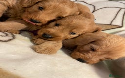 Labradoodle dogs for sale: Labradoodle Fox Red ❤️💞❤️Health check - Image 31