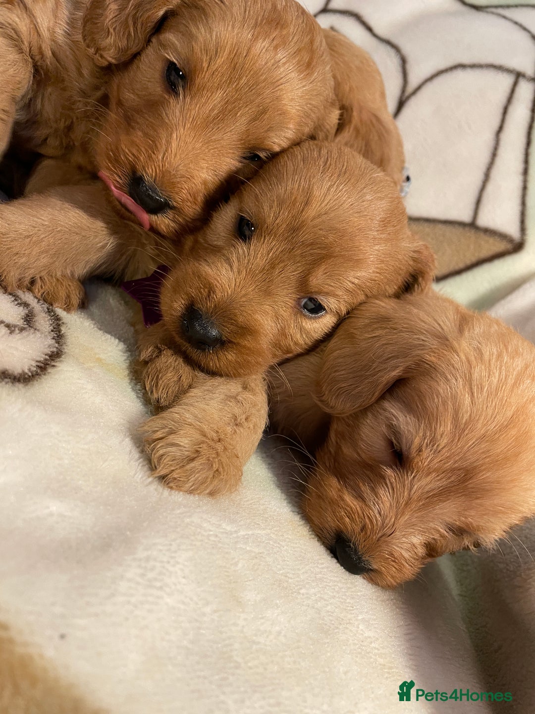 Labradoodle dogs for sale: Labradoodle Fox Red ❤️💞❤️Health check - Image 31