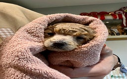 Toy Poodle dogs for sale: KC Toy Poodle Puppies - Image 9