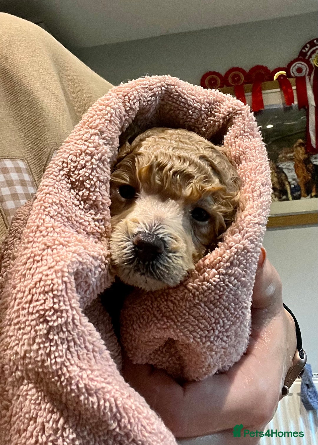 Toy Poodle dogs for sale: KC Toy Poodle Puppies - Image 9