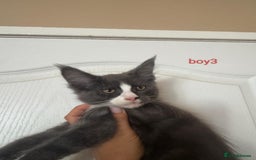 Maine Coon cats for sale: Gorgeous maine coon kittens  - Image 16