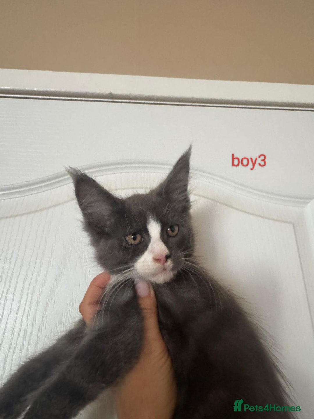 Maine Coon cats for sale: Gorgeous maine coon kittens  - Image 16