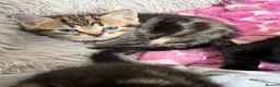 Mixed Breed cats for sale: 2 female tabby kittens  - Advert 2