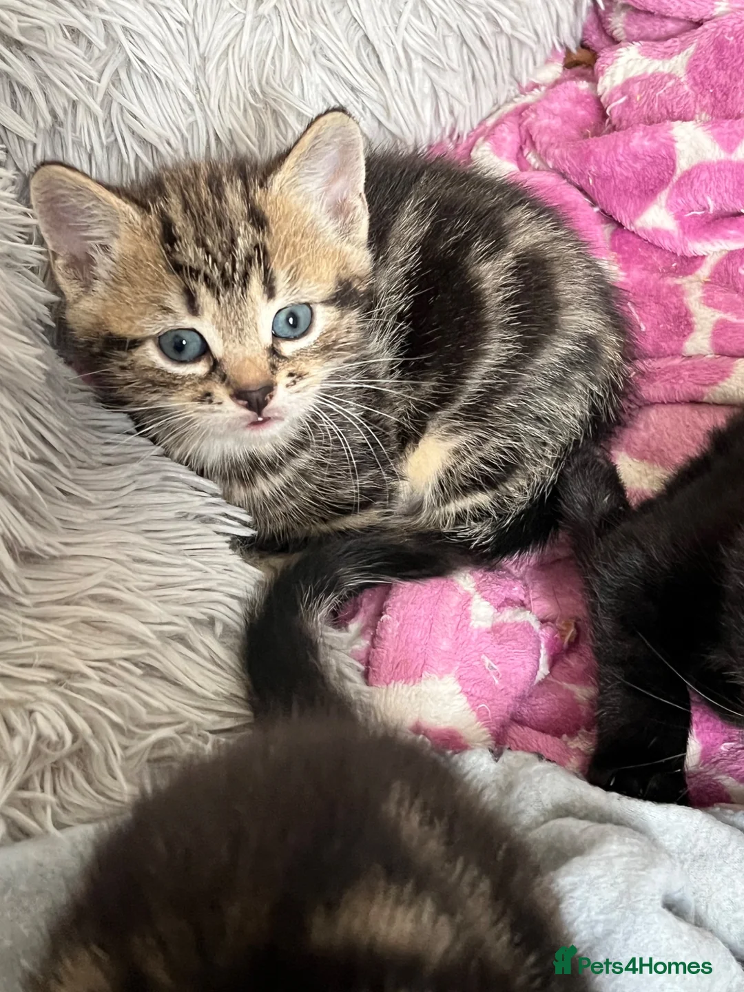 Mixed Breed cats for sale: 2 female tabby kittens  - Advert 2