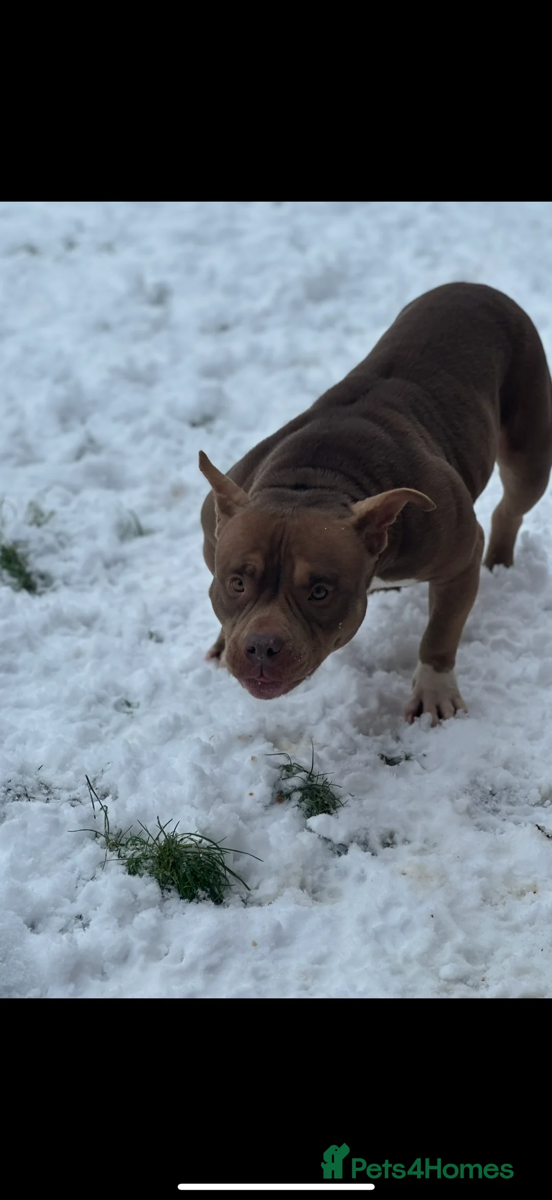 American Bully dogs for sale: Pocket bully 3 years old - Advert 1