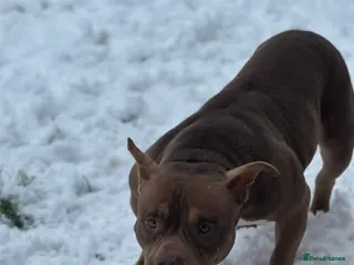 American Bully dogs Pocket bully 3 years old - Advert 1