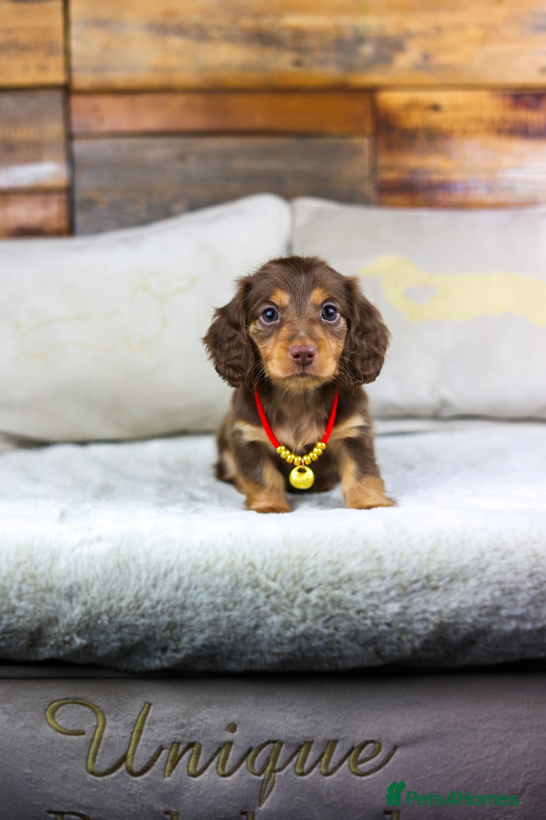 Miniature Dachshund dogs for sale: Long haired Russian pedigree miniature dachshunds - Advert 2