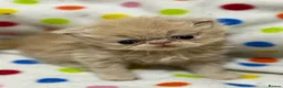 Persian cats for sale: GCCF registered Persian kittens  - Advert 8
