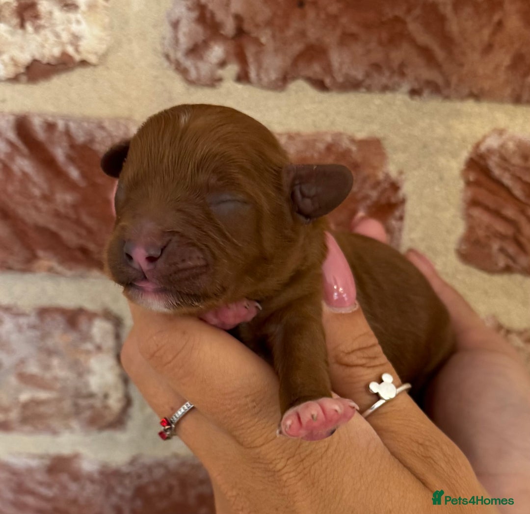 Cavapoo dogs for sale: F1 Cavapoo males 🖤🩵 - Image 5