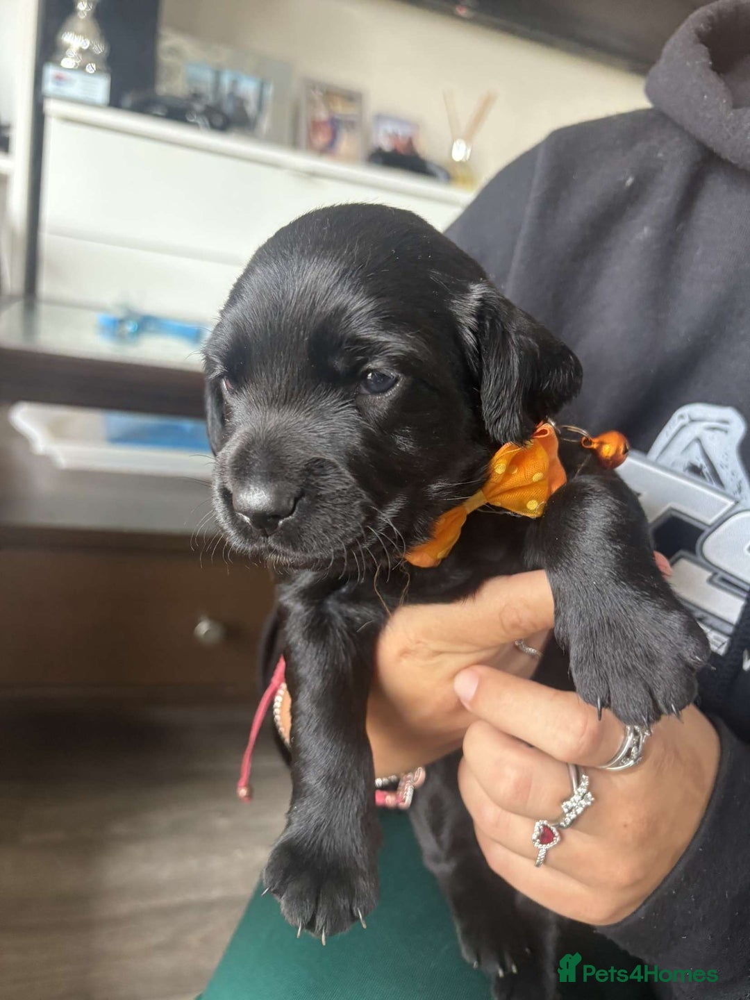 Mixed Breed dogs for sale: Adorable Lab/Spaniel/Collie Mix Puppies for Sale - Image 4