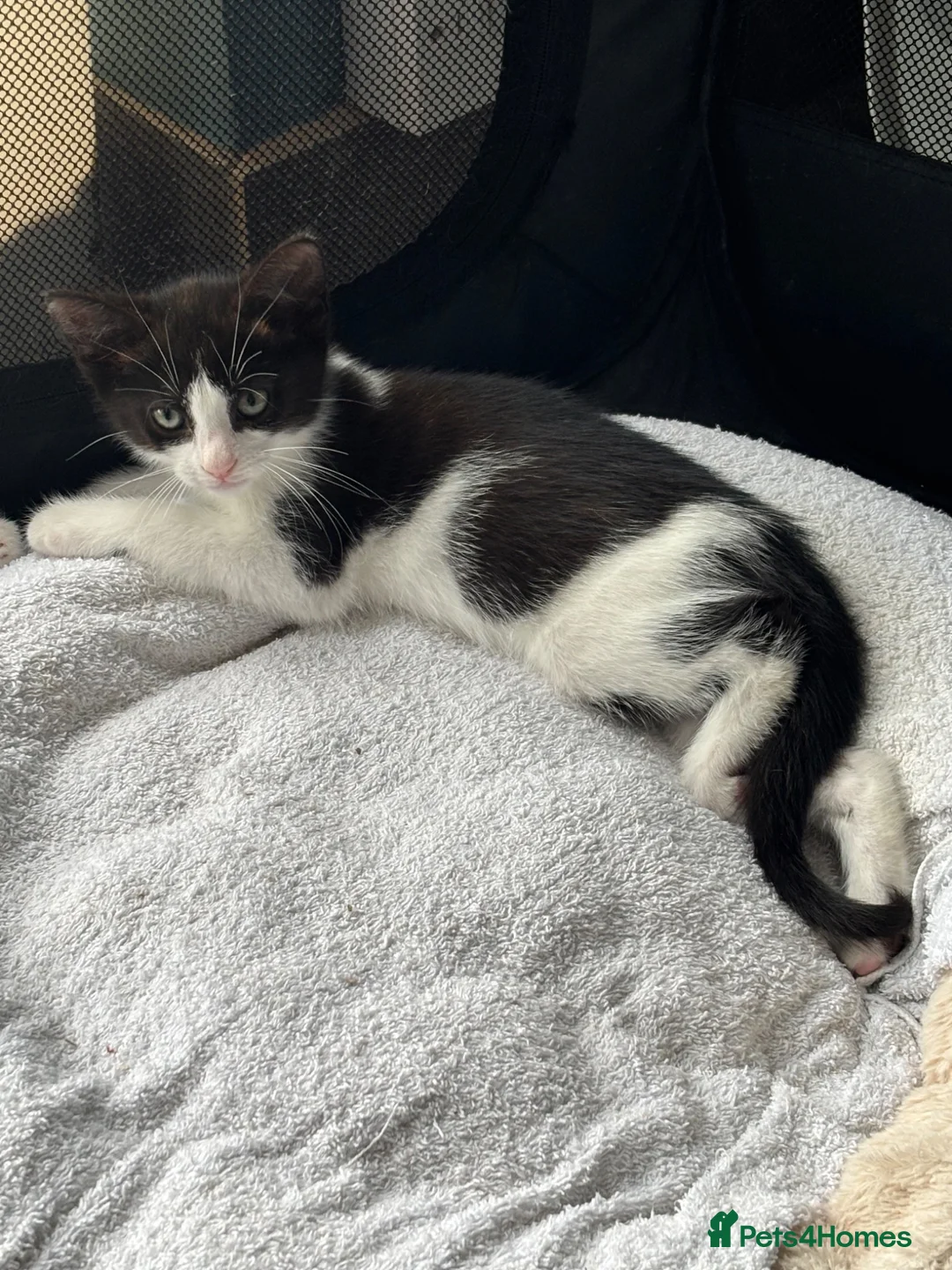Mixed Breed cats for sale: Kitten for sale  in Stoke-on-Trent - Advert 3
