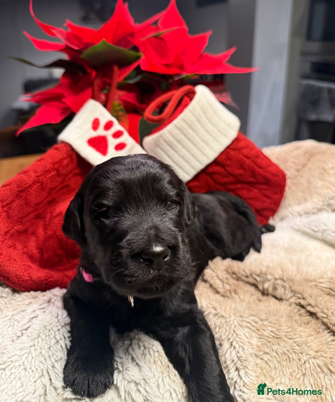 Goldendoodle dogs for sale: Health tested F1 Goldendoodle puppies  - Advert 26