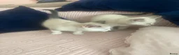 Ragdoll cats for sale: Beautiful ragdoll kittens - Advert 8