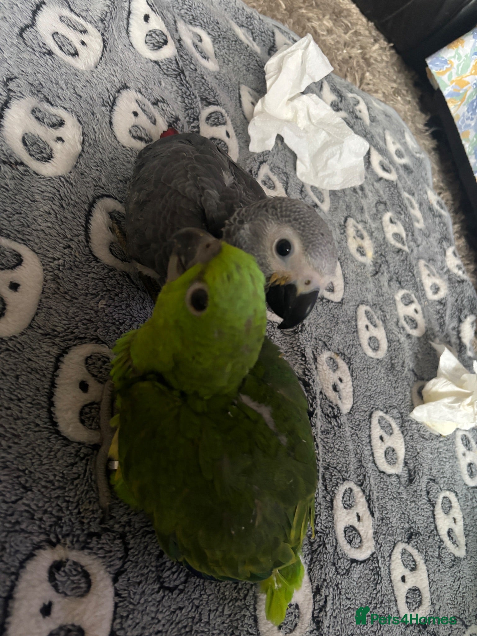 Parrots birds Baby Yellow Naped Amazon & Baby African Grey - Advert 2