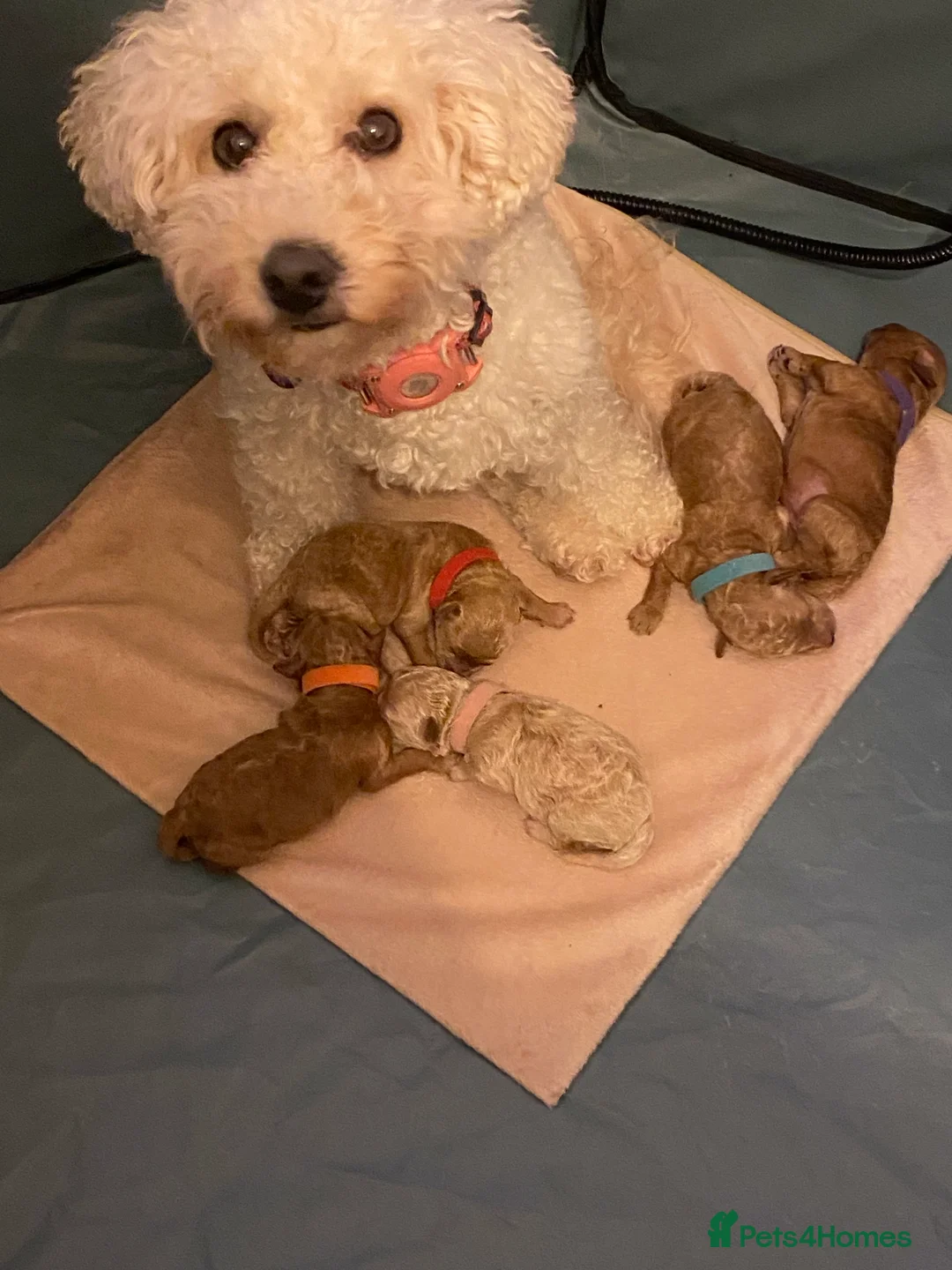 Poochon dogs for sale: ♥️RARE Tiny Asian Toy poodle Xx Toy Poochon ♥️ - Advert 6