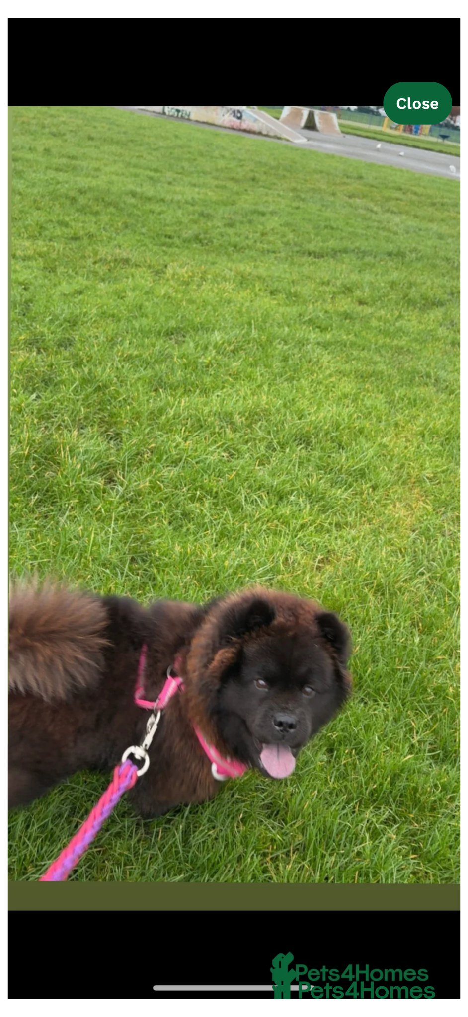 Chow Chow dogs for sale: Bear  - Advert 1
